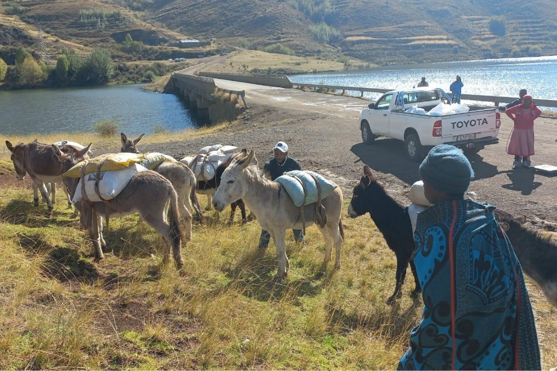 The Journey of Rosehip Oil: Sustainability in Lesotho