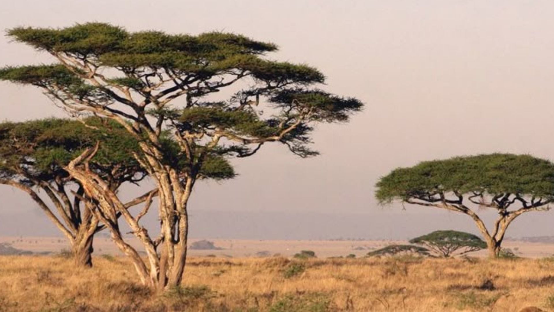 Acacia trees with flat canopies stand on a golden savanna, set against a pale sky in the African landscape.