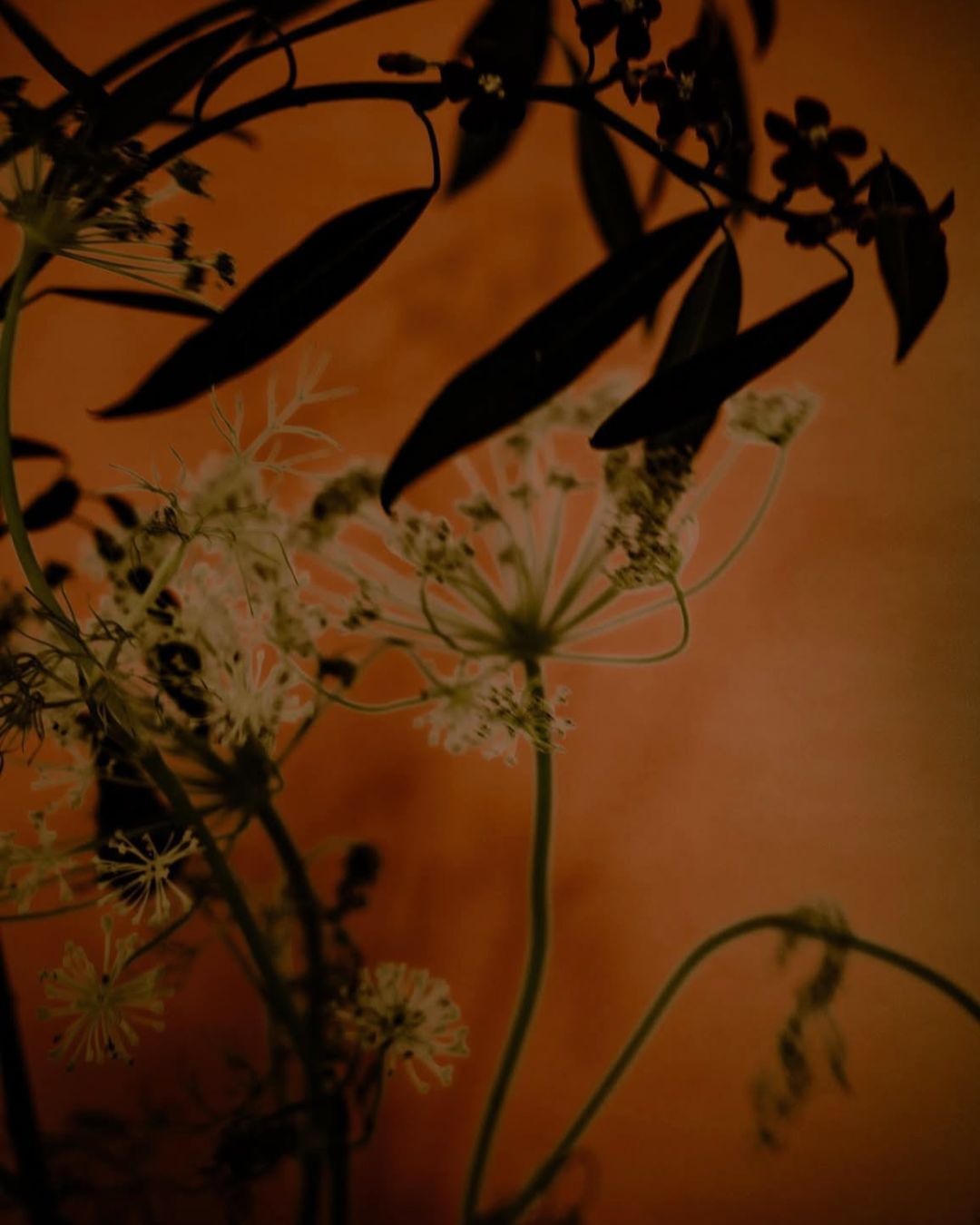 Delicate silhouettes of leaves and floral stems are set against a warm, muted orange background, creating a calm and natural ambiance.