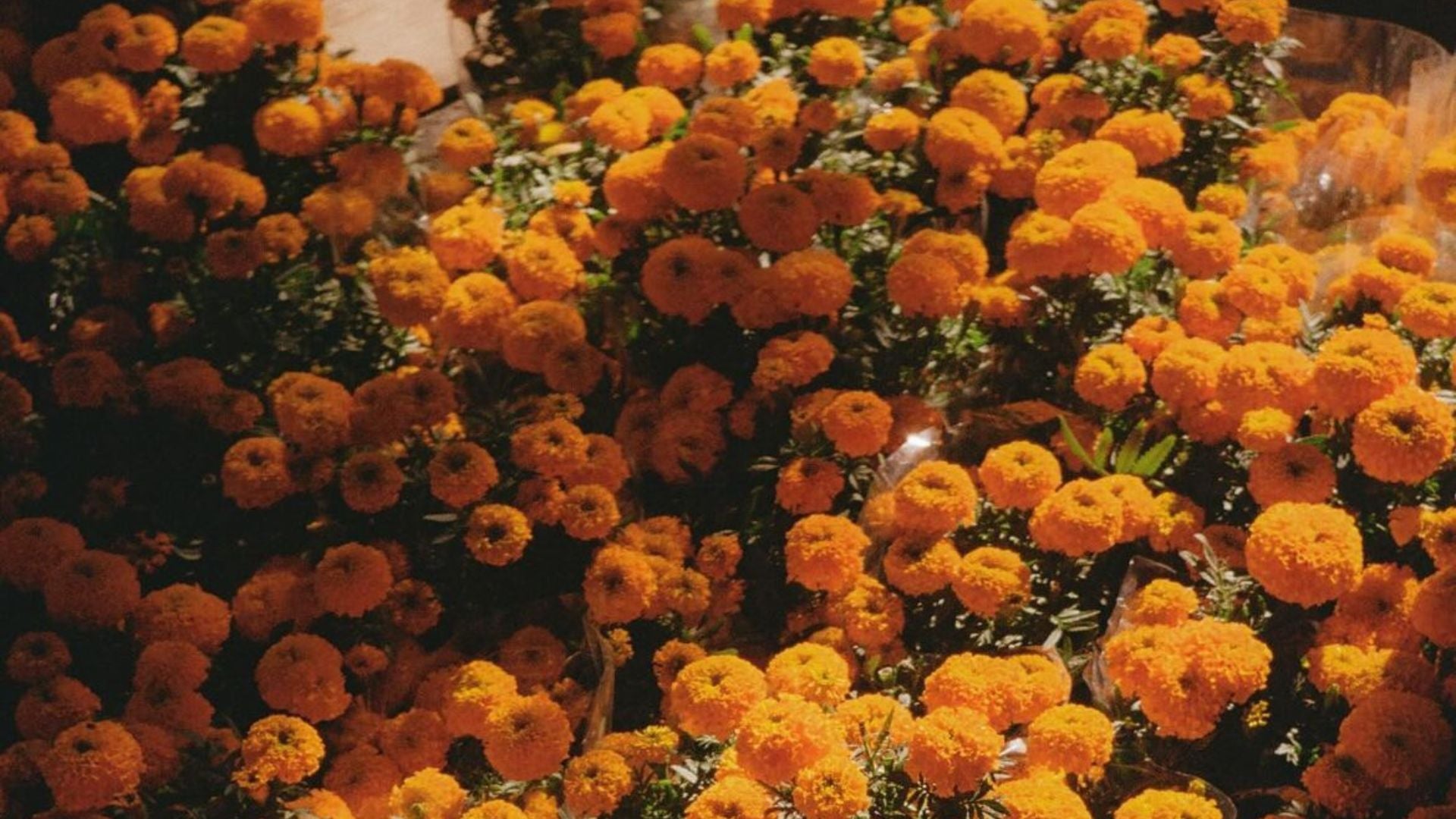 An image of flowers orange 