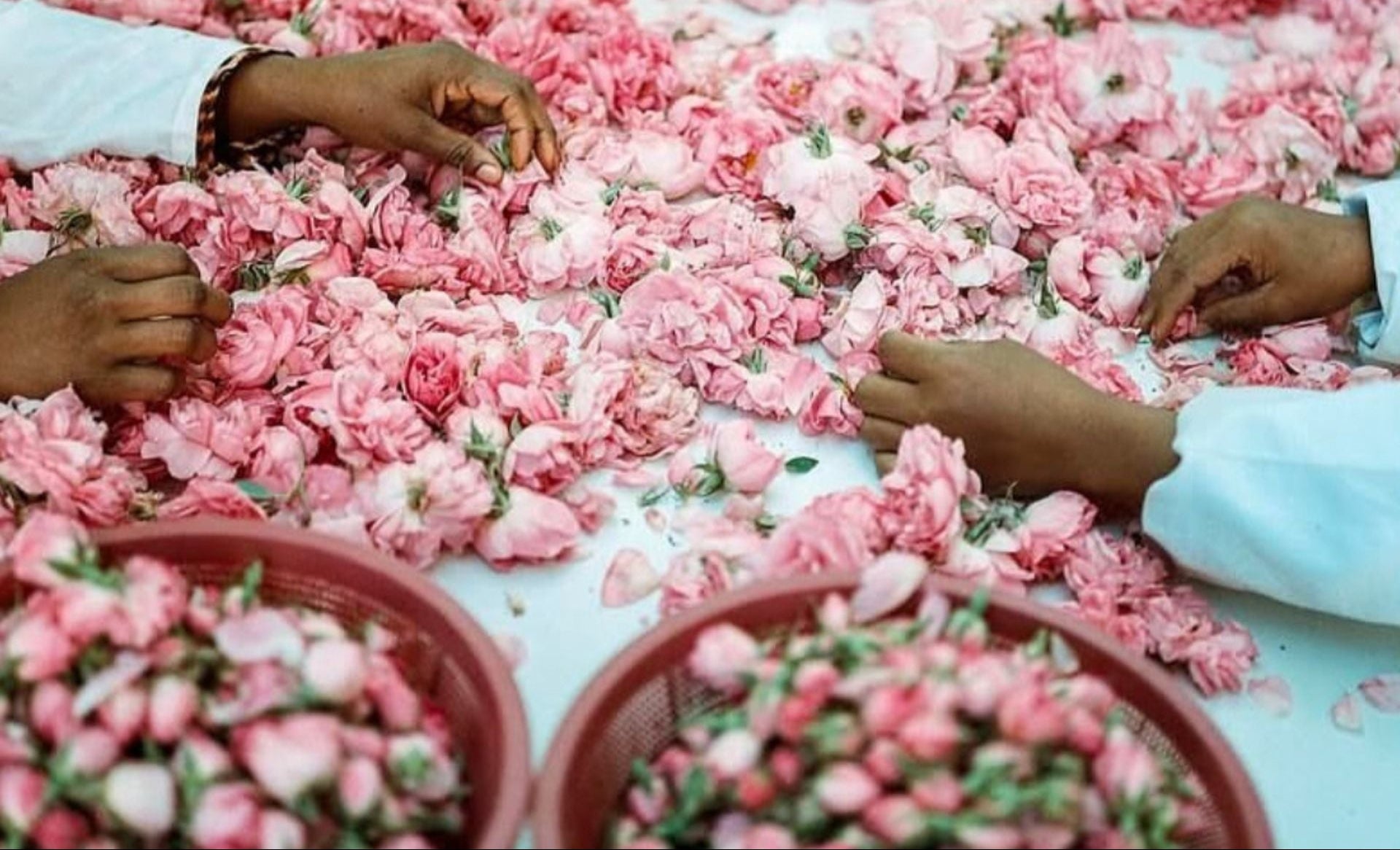 Two individuals carefully arrange pink roses in a decorative bowl, showcasing their collaborative effort in  perfume making