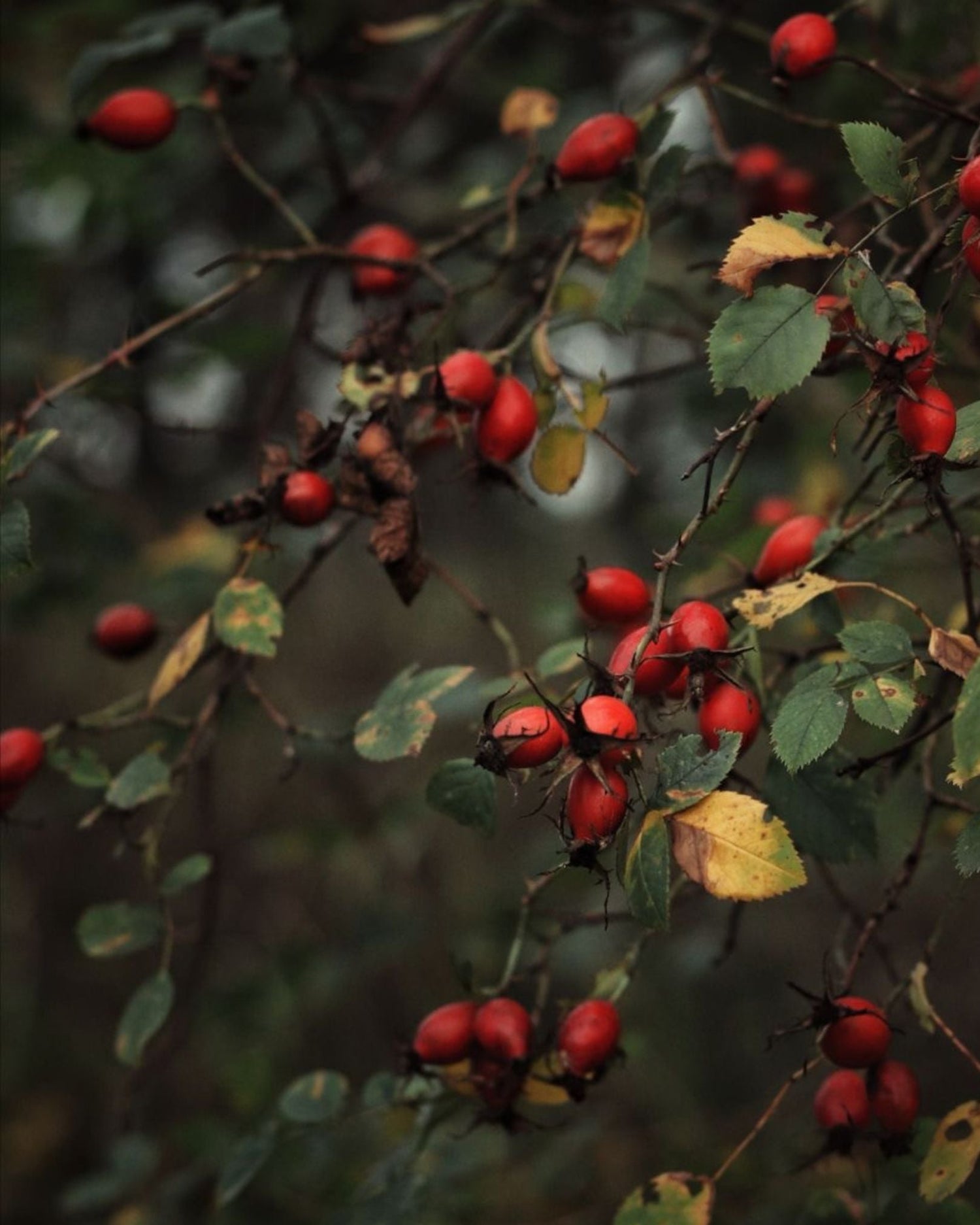 Close-up of red rose hips on a bush with green leaves.